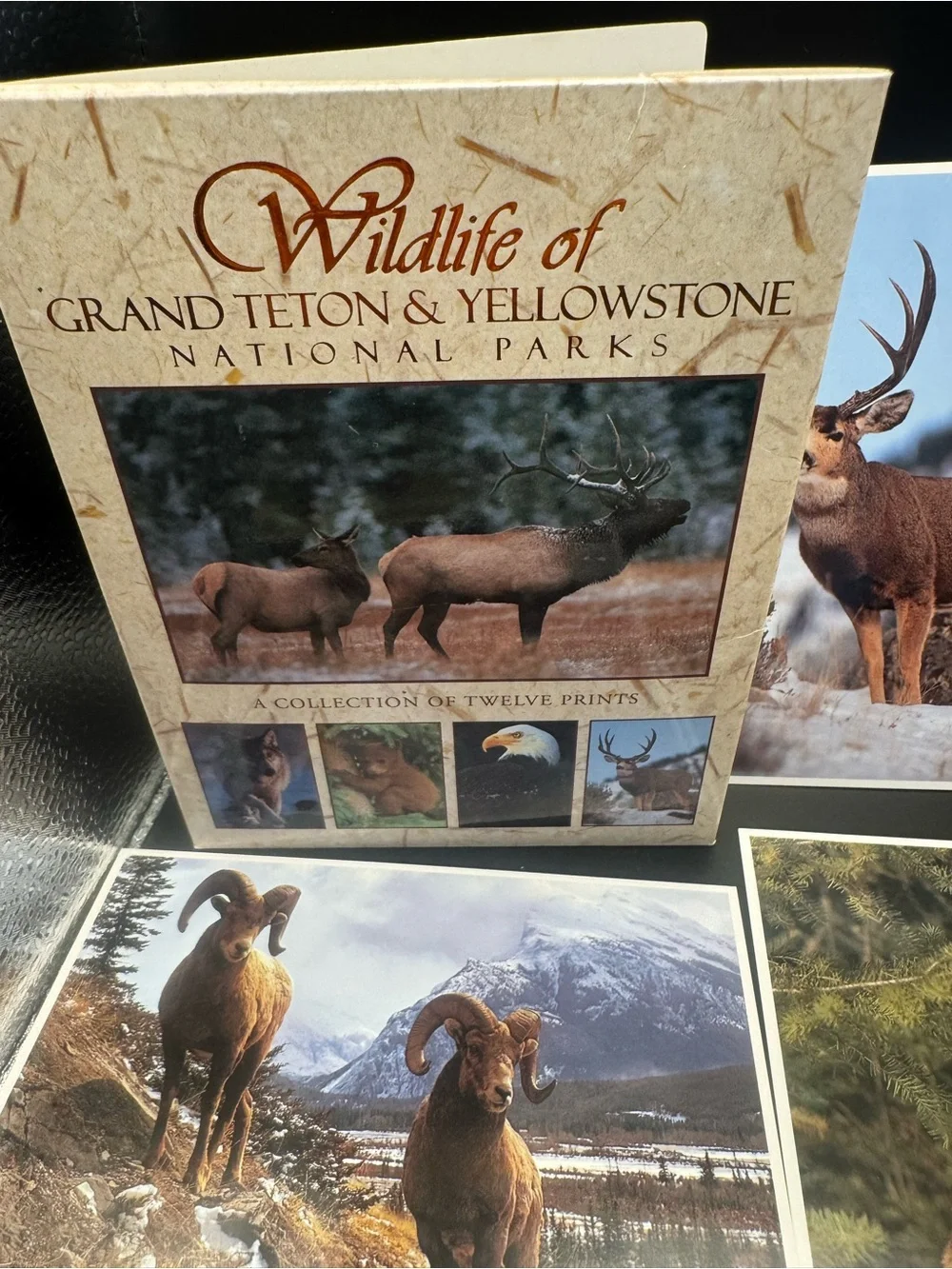 Wildlife of Yellowstone & Grand Teton National Park Postcards (6 big, 2 small)